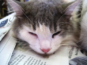 More sleep, better memory - photo of cat napping