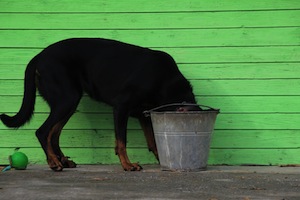 Biggest revision mistakes – Drink heavily! - photo of dog drinking