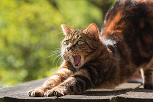 Are you feeling sleepy - photo of cat yawning