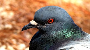 How can homing pigeons help restore our sense of direction? - photo of pigeon