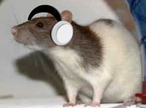 Which music heals wounds? Photo of rat wearing headphones
