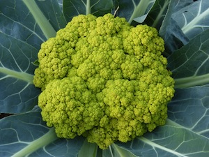 Going Vegetarian - photo of broccoli