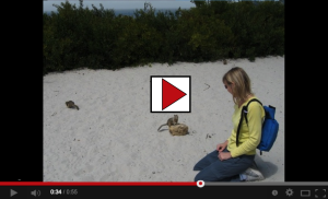 Are you addicted to multitasking - video of Beach squirrels