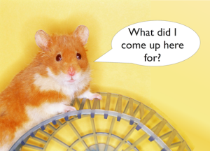What am I doing up here? Photo of hamster on top of its wheel
