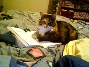 Learning by doing. Photo of cat of text book