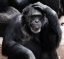 improve your working memory2 - photo of gorilla