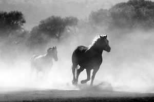 Here are the 4 Horsemen on the Apocalypse: - Photo of wild horses stampeding