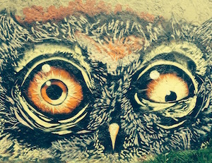 Spaced out? Picture of strange-looking owl