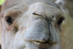 How to use your nose to eliminate stress! photo of dromedary